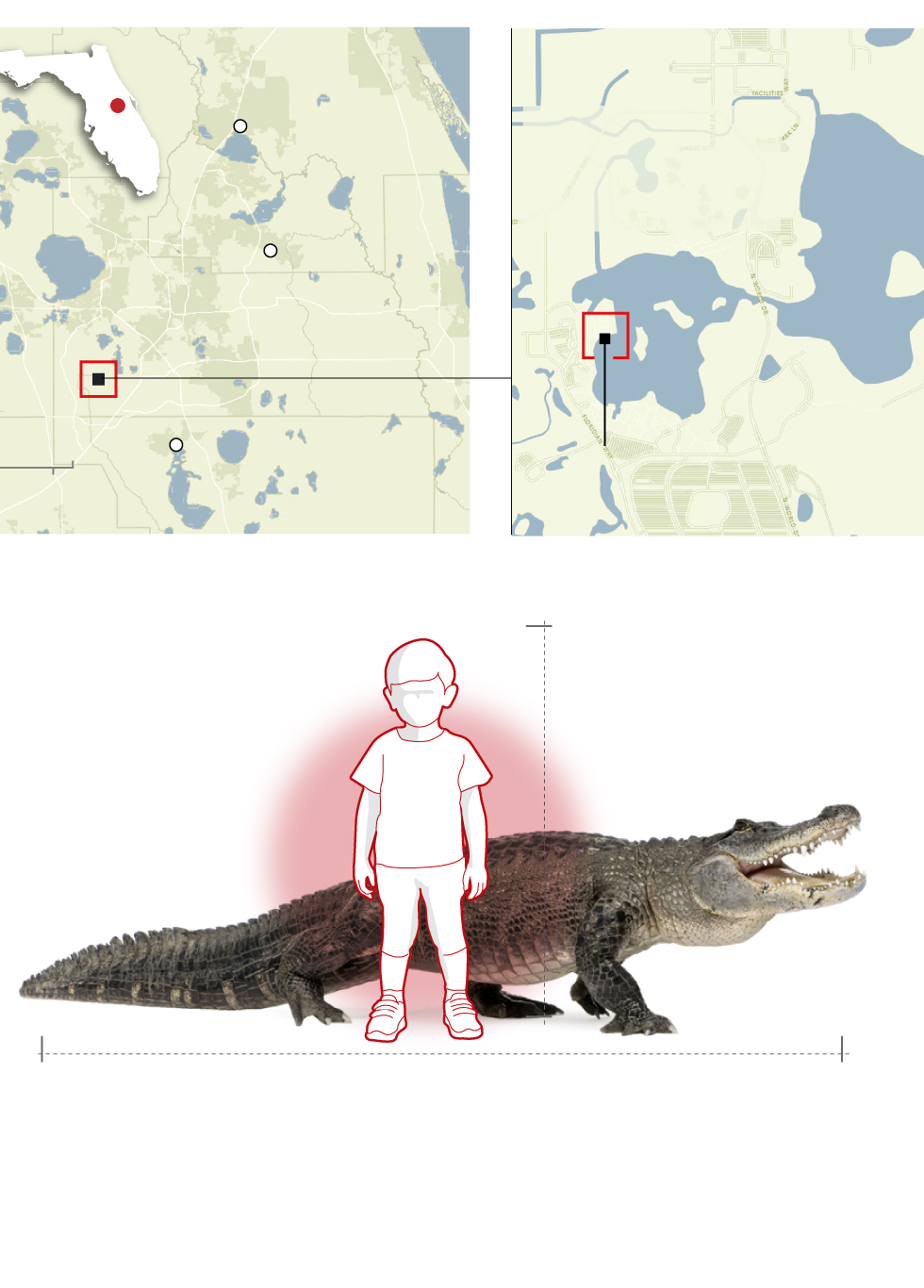 El caimán que arrastró al niño en la laguna de Disney World | Noticias  Univision Sucesos | Univision