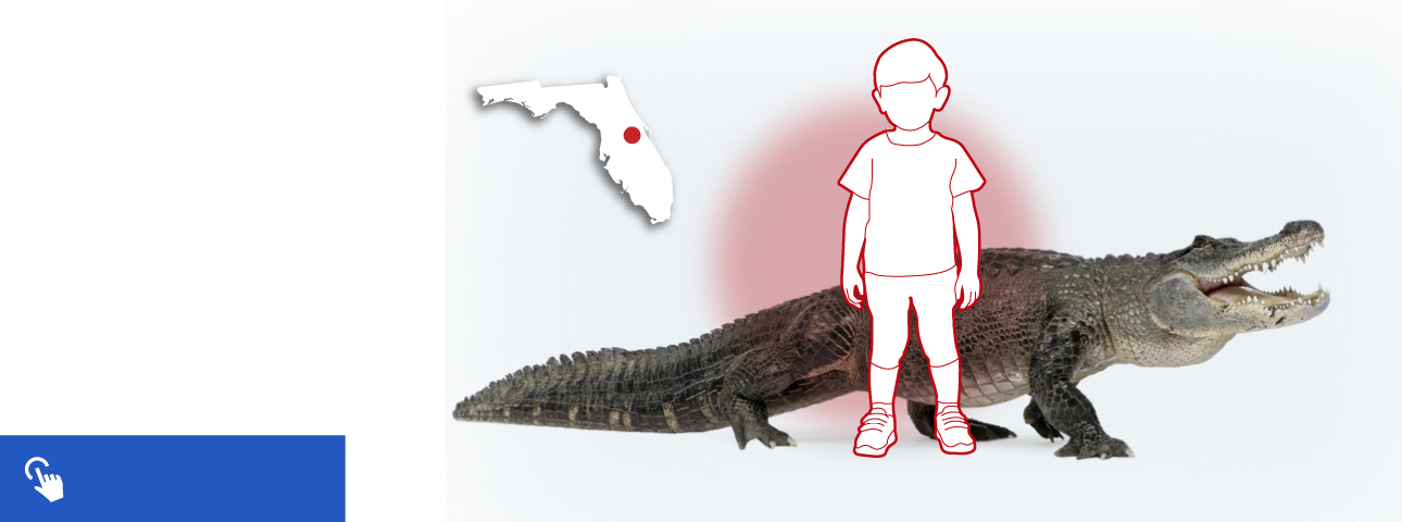 Por qué el cambio climático los enfurece y otras 9 claves sobre los  caimanes y cocodrilos en Florida | Noticias Univision Planeta | Univision